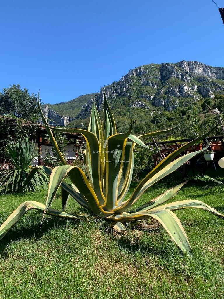 Pensiunea Roua de Munte