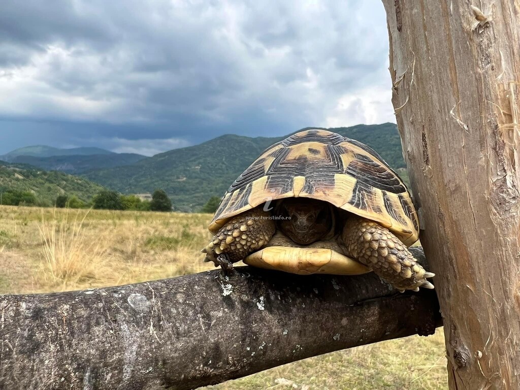 Pensiunea La Păstrăvărie