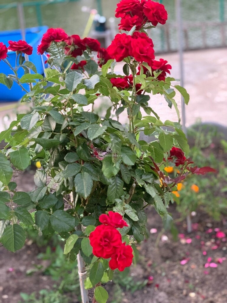 Casa de vacanță La bunici