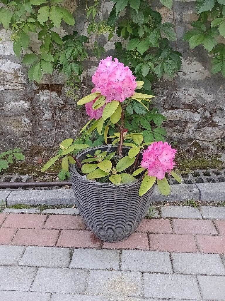 Casa de vacanță Drăgoi - Socolari