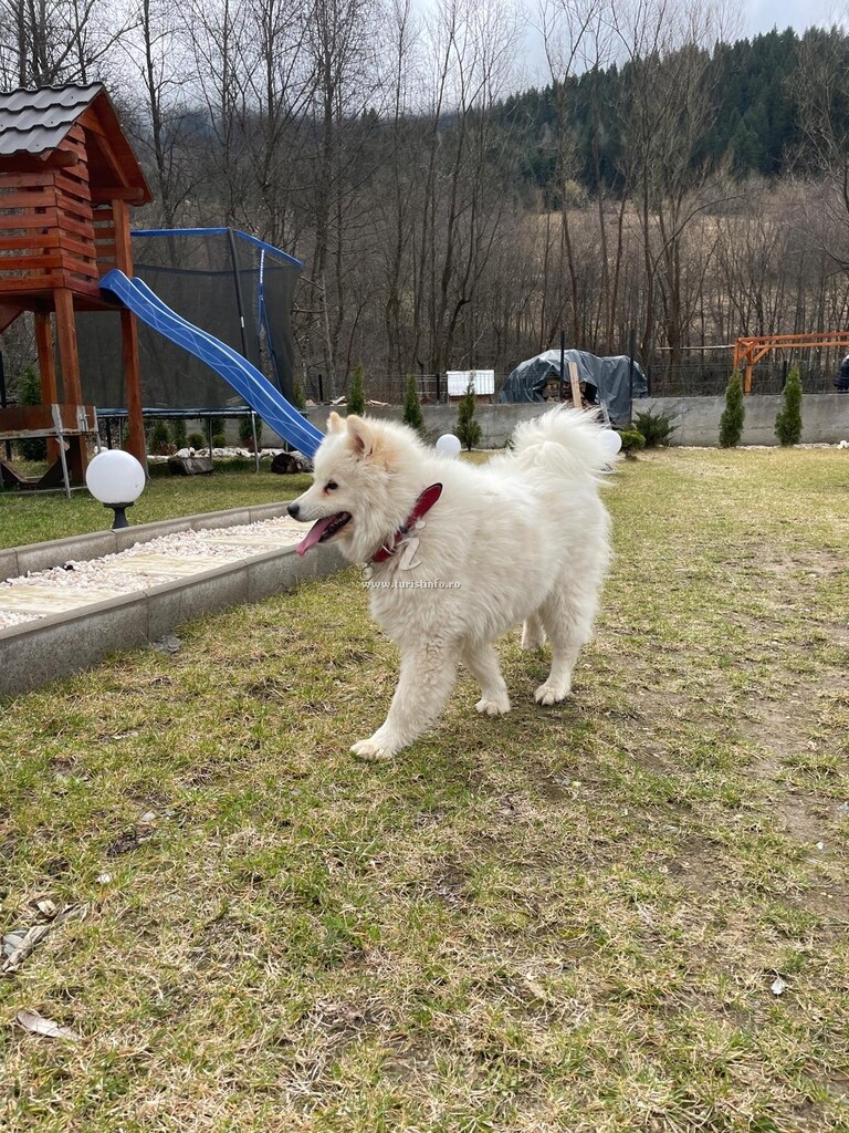 Cabana dintre Munți