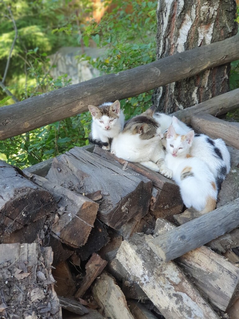 Pensiunea Mosorel