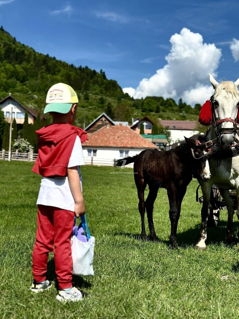 Camere de închiriat 3 Brazi Zărnești
