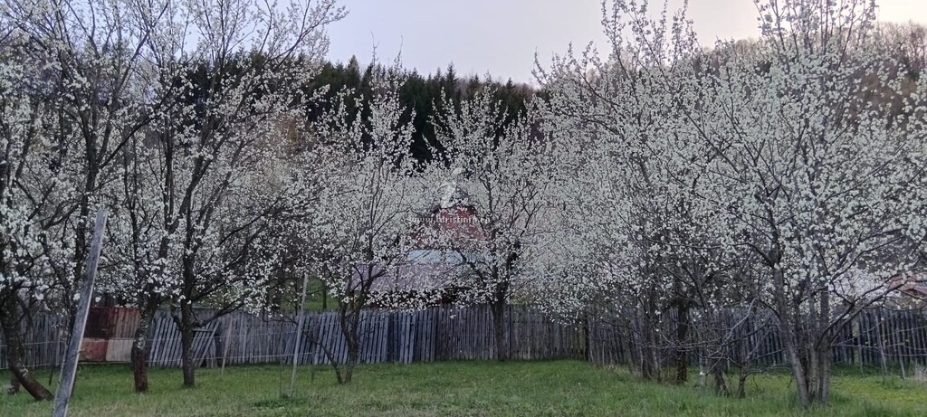 Cabana Doi Frați