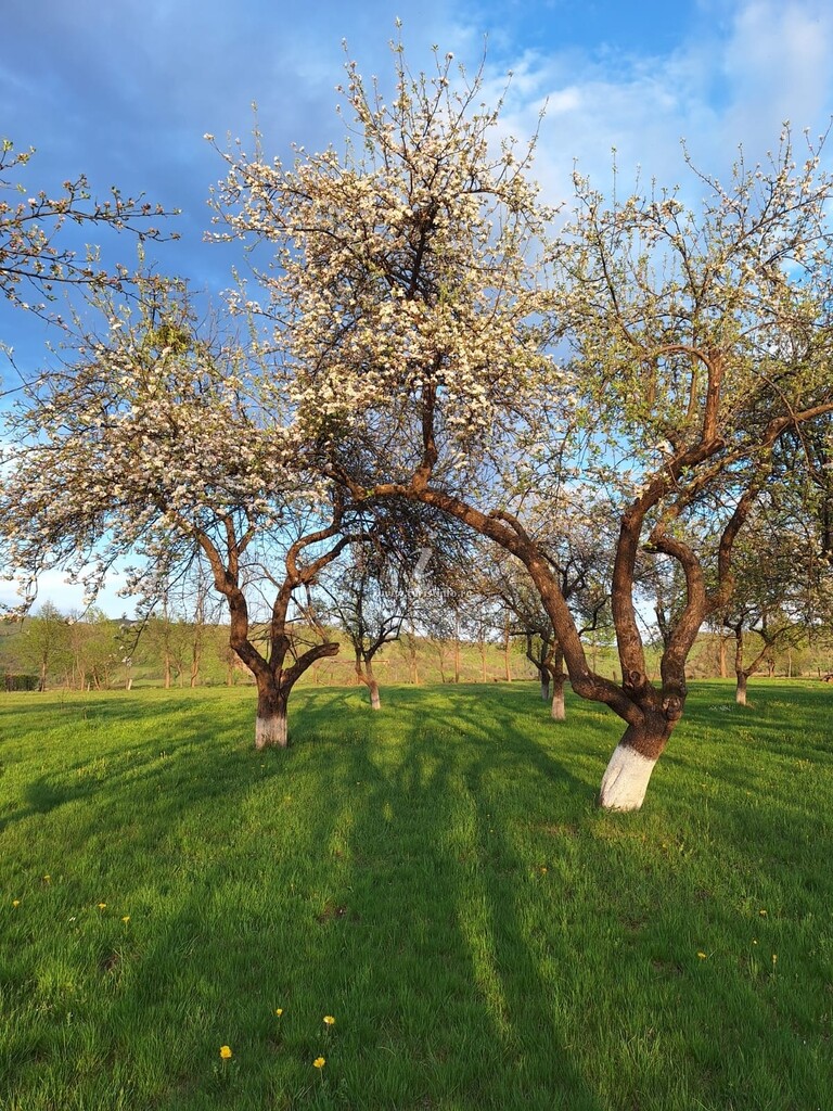Pensiunea Agroturistică Ica