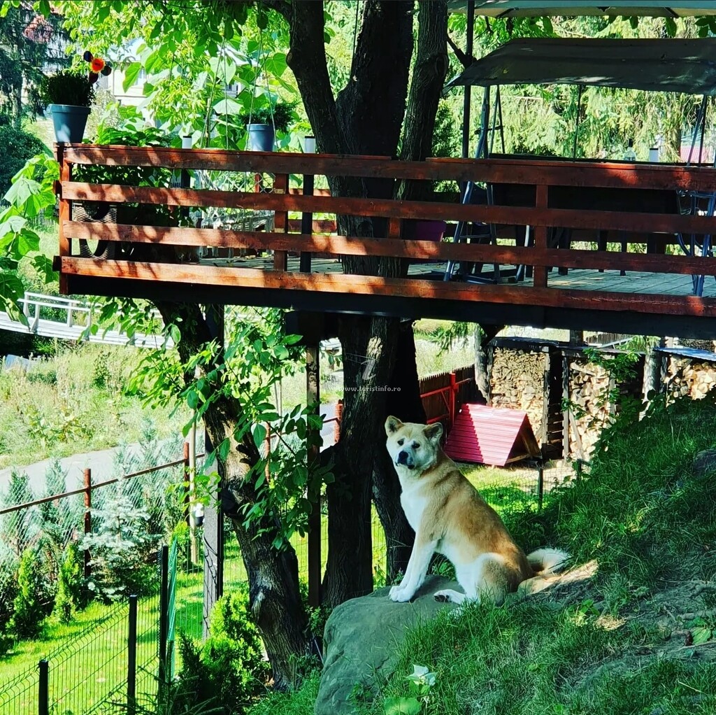 Căsuța 2 camere