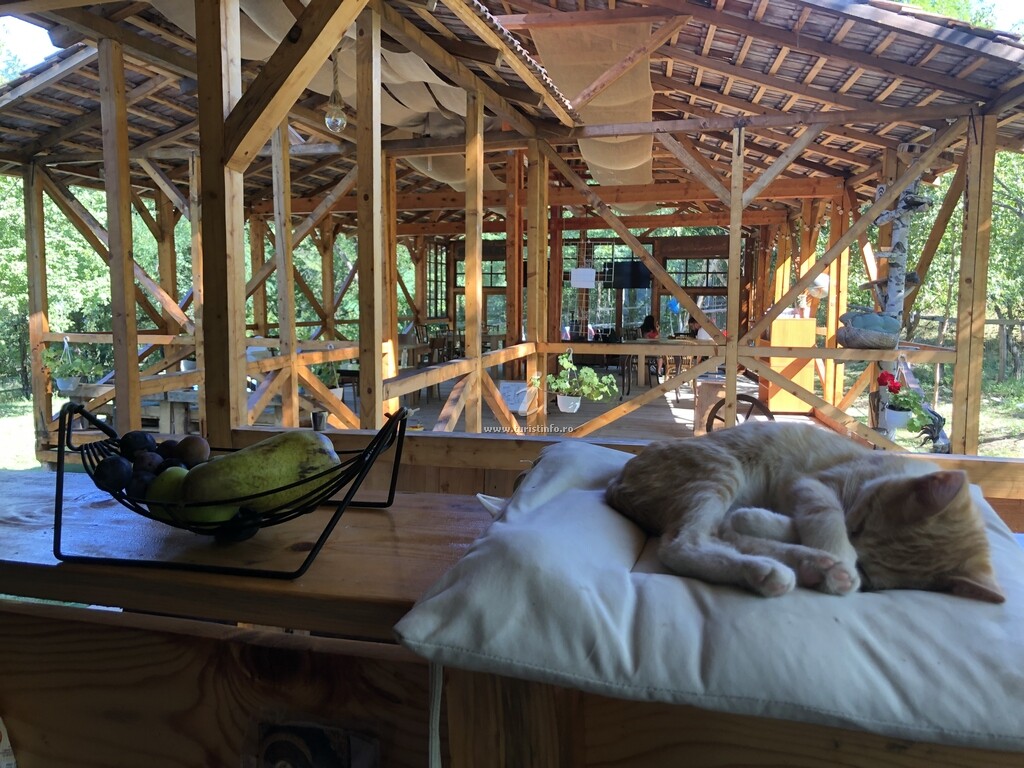 Camping Mesteceni Glamping