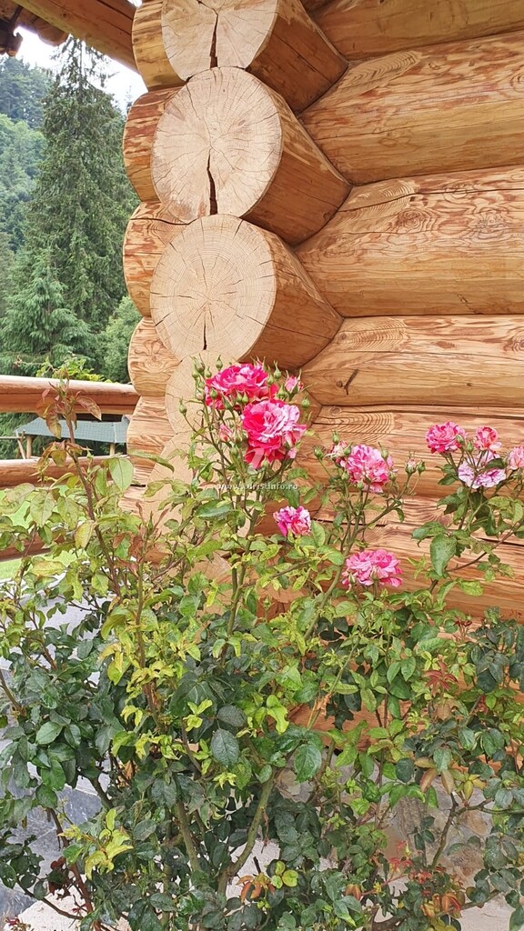 Pensiunea Larix