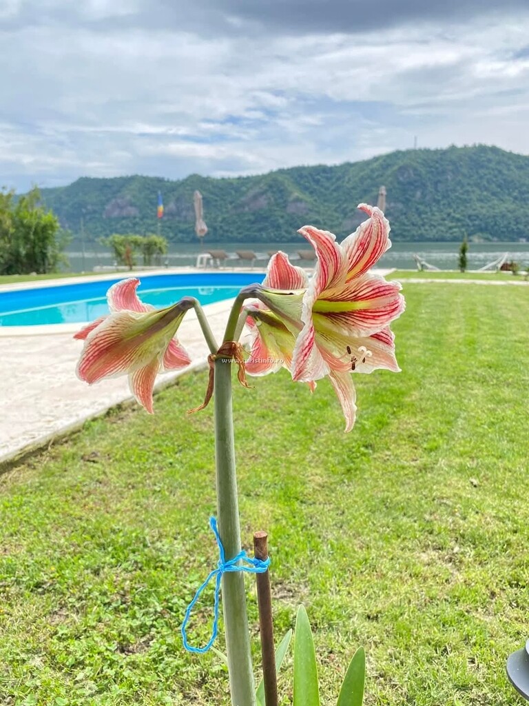 Casa David