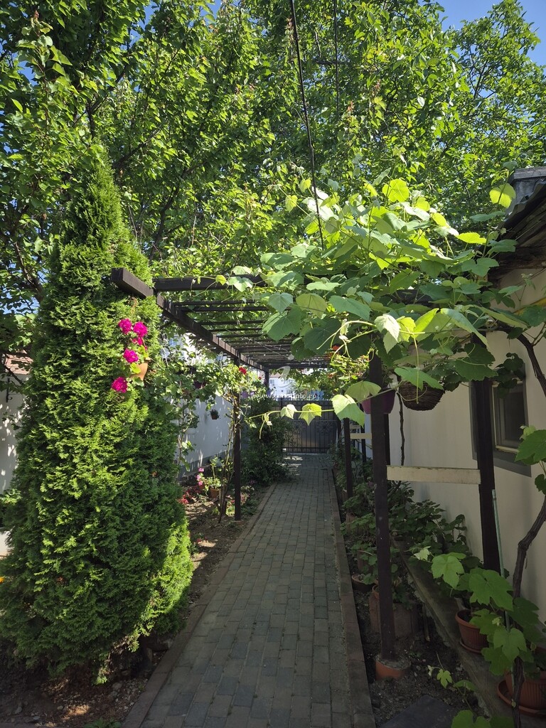 Vila Olli