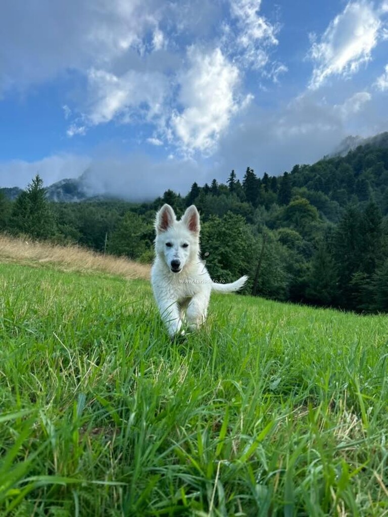 Căsuțele Forest Cuib