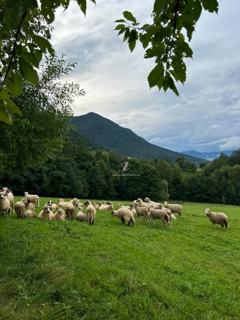 Căsuțele Forest Cuib