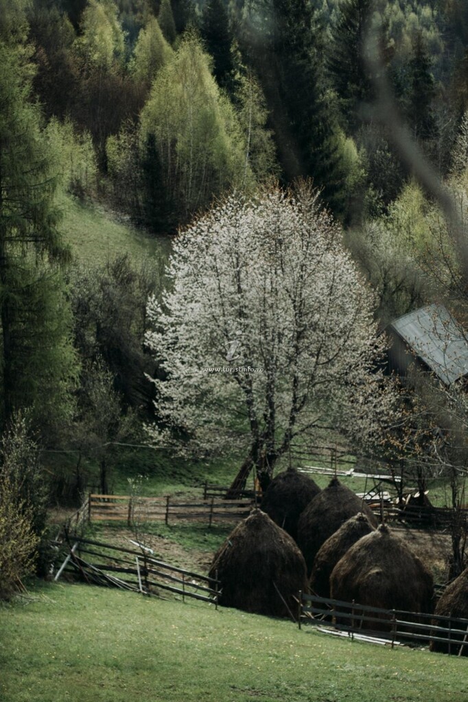 Cabana Vârful Muntelui