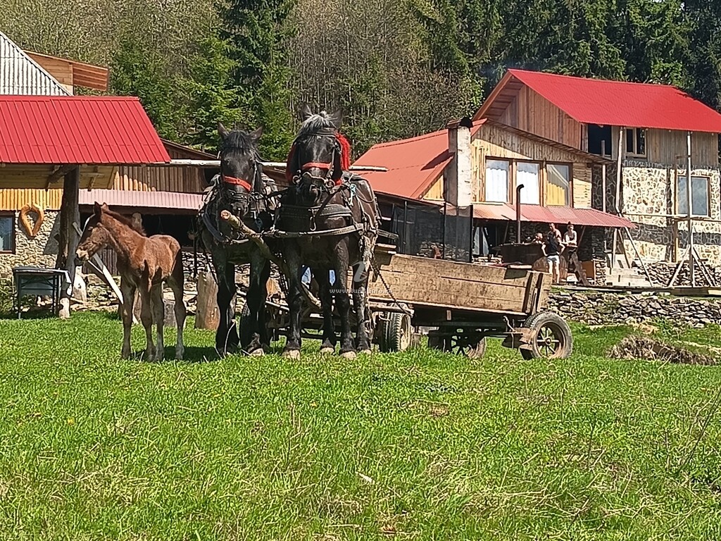 Cabana Vârful Muntelui