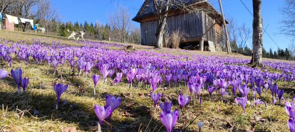 Cabana Vârful Muntelui