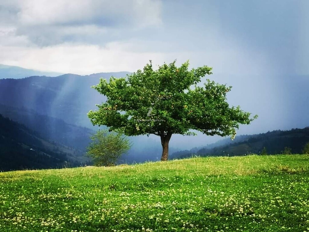 Cabana Vârful Muntelui