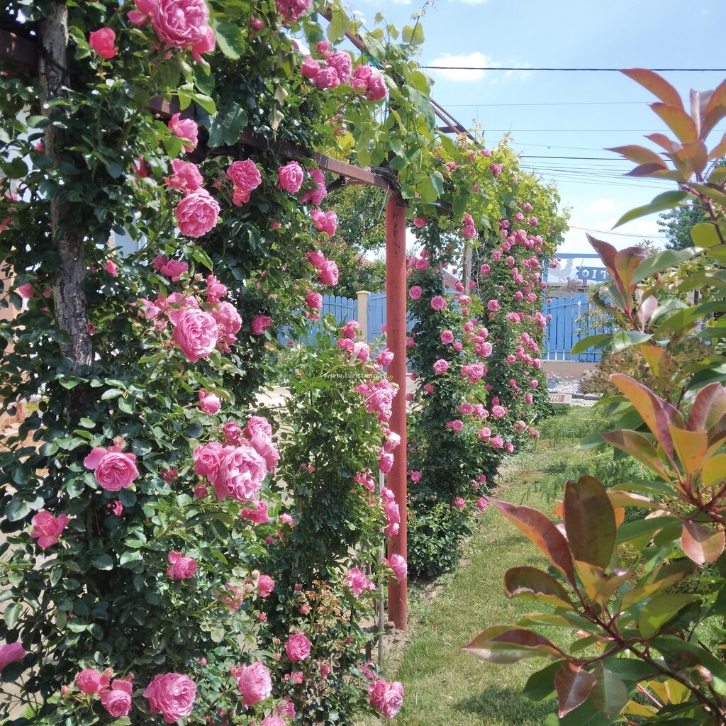 Pensiunea Agroturistică Rustic