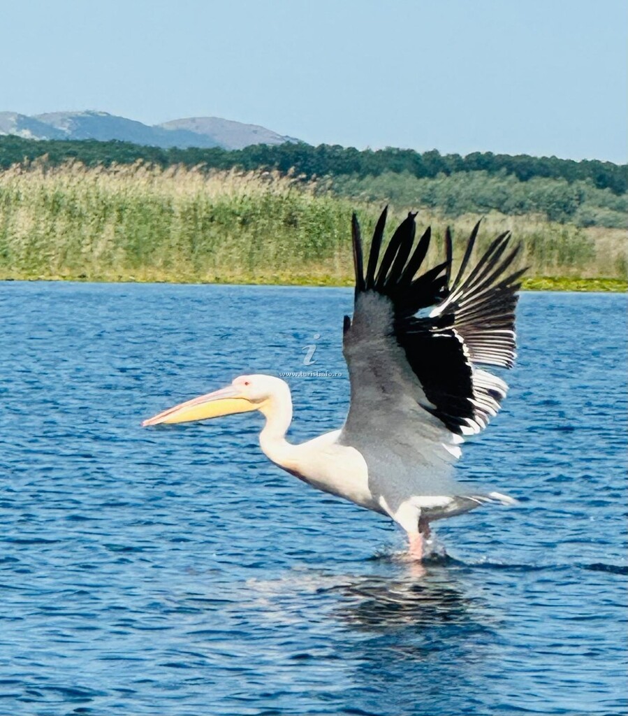 Pensiunea Acvila