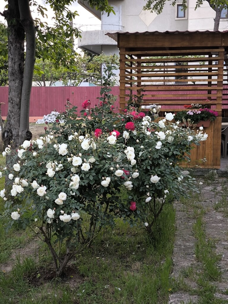 Casa Fifi