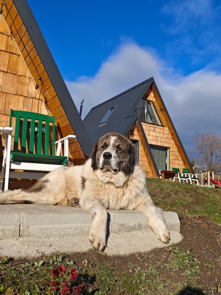 Cabana A-frame la Runc