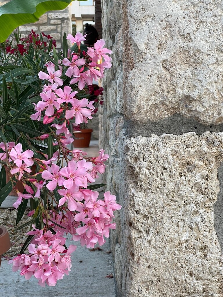 Camere de închiriat Escape