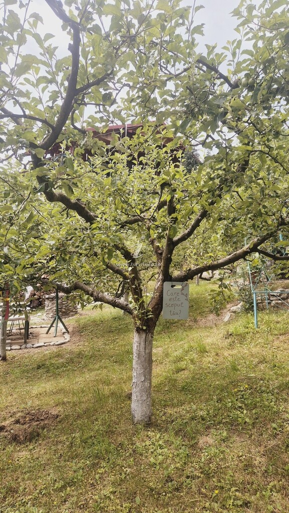 Cabana Grădina cu Stele