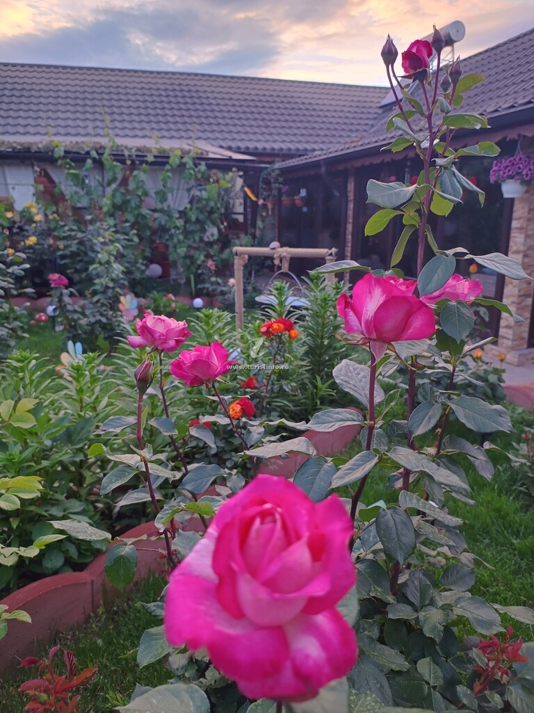Camere de închiriat Casa Veselă