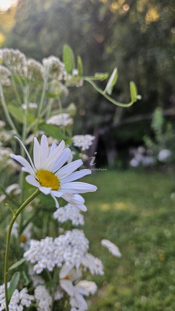Pensiunea Căprioara