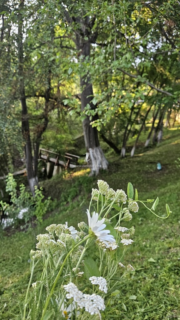 Pensiunea Căprioara