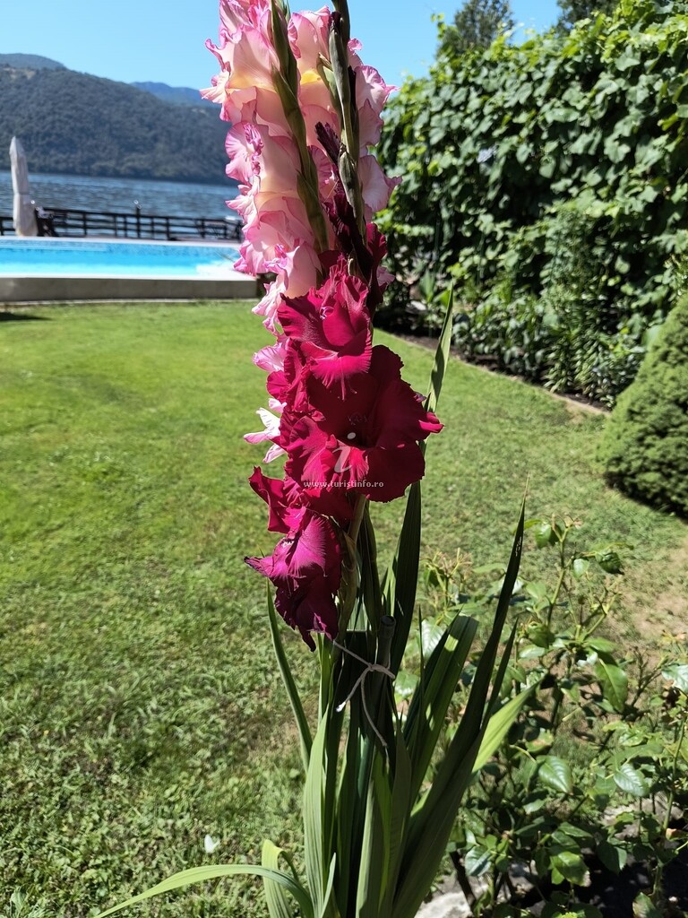 Pensiunea La Ponton