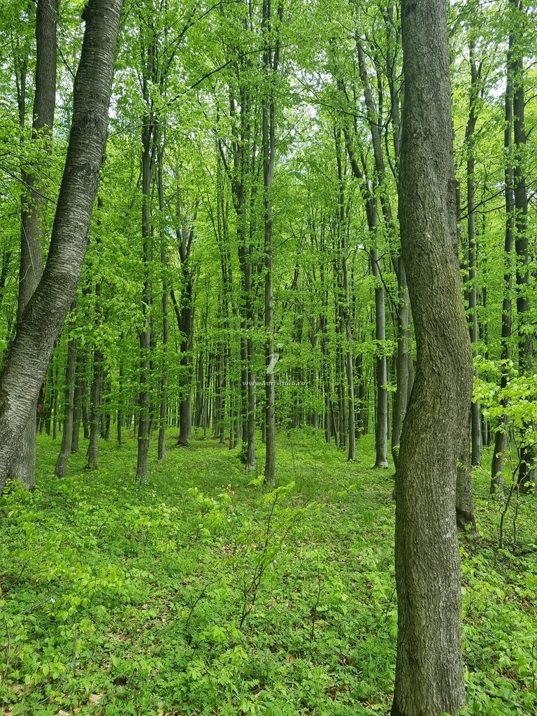 Pensiunea Poiana Dragomirnei