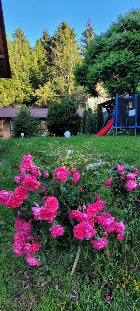 Pensiunea Camping Livia