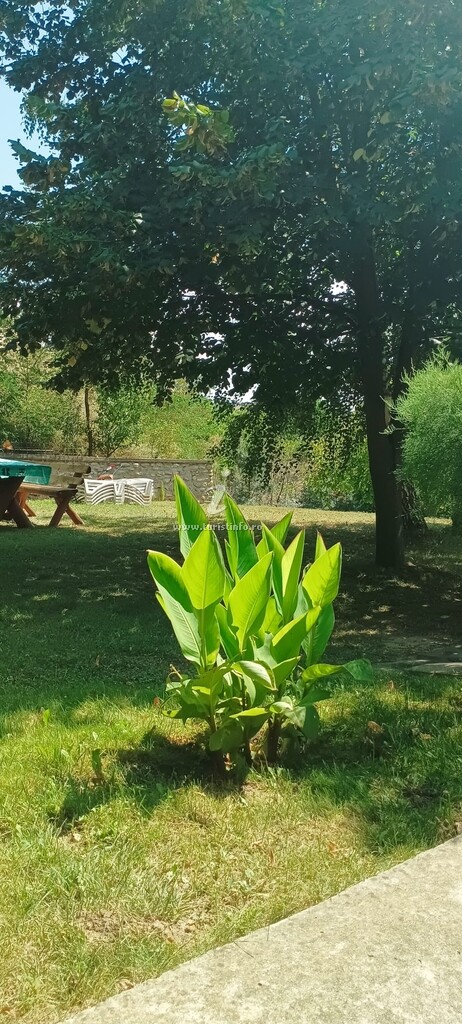 Casa Voicu