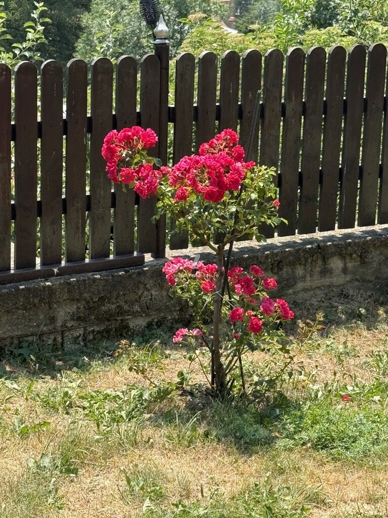 Vila Belvedere