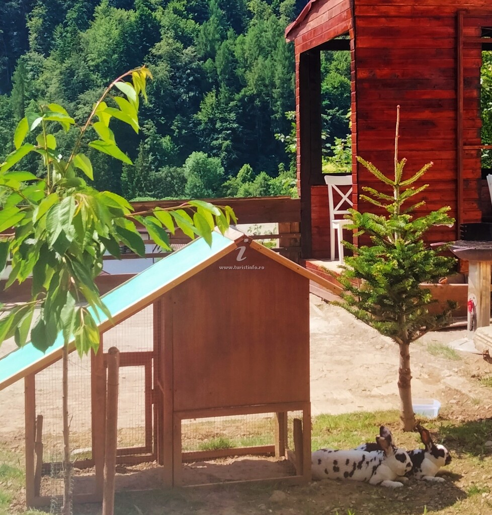 Doi Iepuri