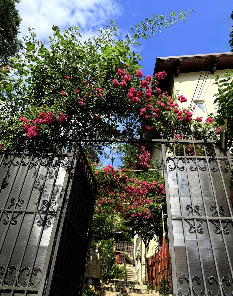 Casa de vacanță Magnolia