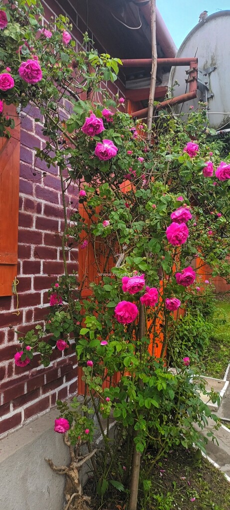 Casa Lola