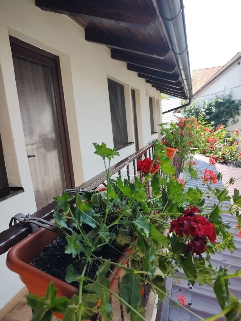 Casa Narciselor