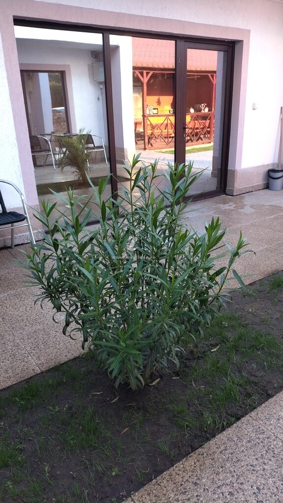 Pensiunea Savaș