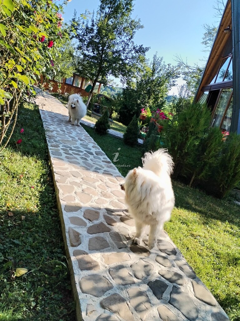 A-frame Poienița Lupului
