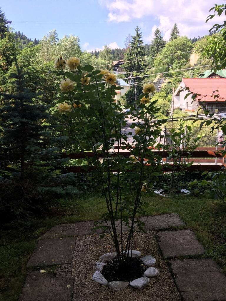 Pensiunea New Aosta Garden