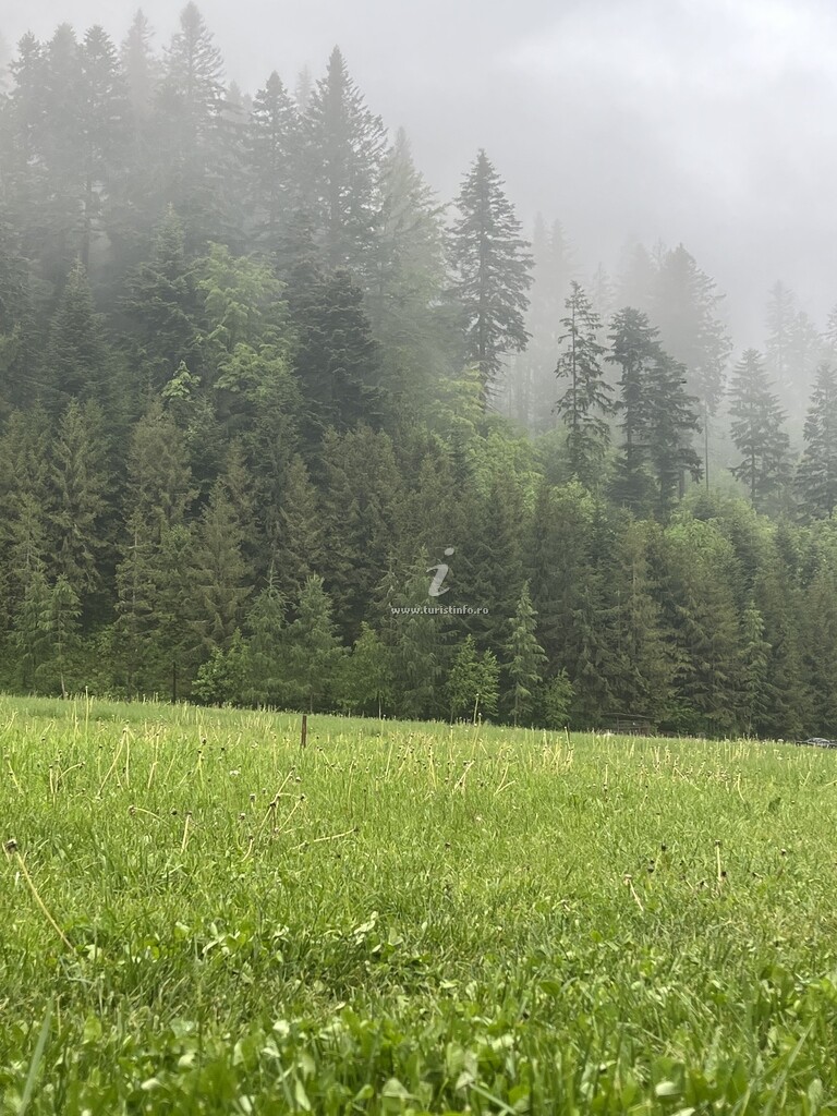 Cabana Iedera Bucovinei