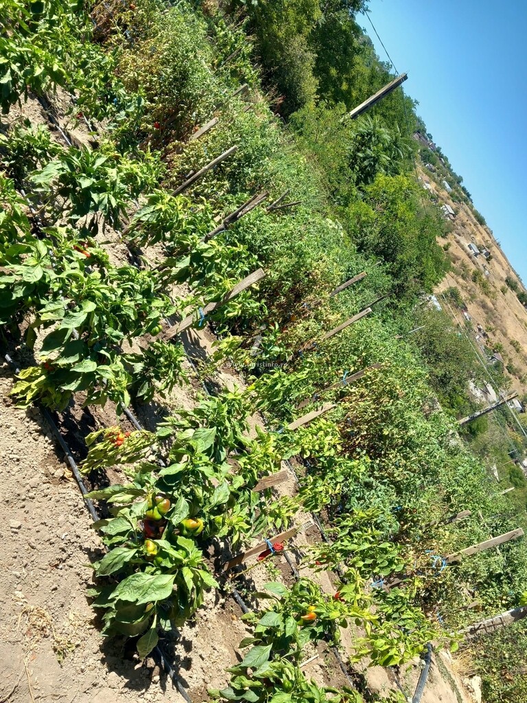 Căsuța Bunicii