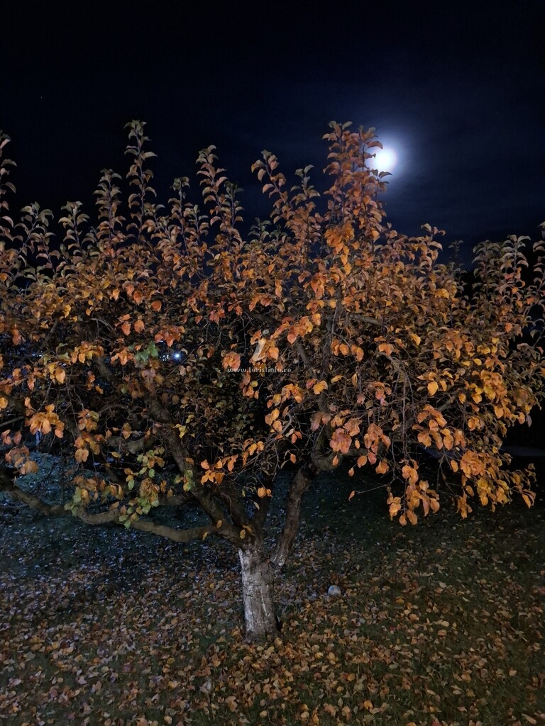 Pensiunea Paleu