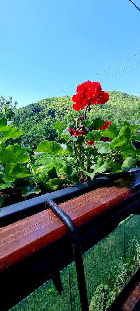 Camere de închiriat Casa Florea