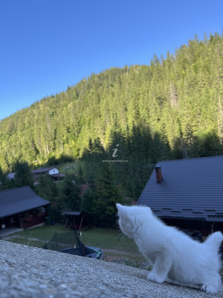 Pensiunea Cerbul