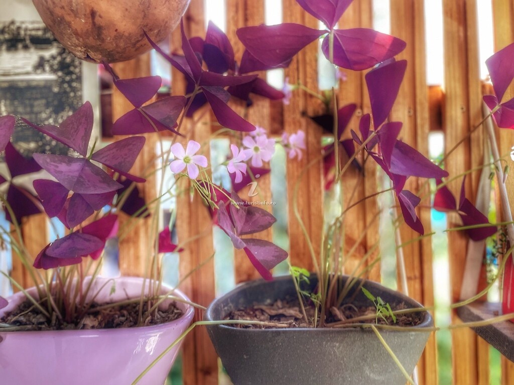 Casa Tiny Mara