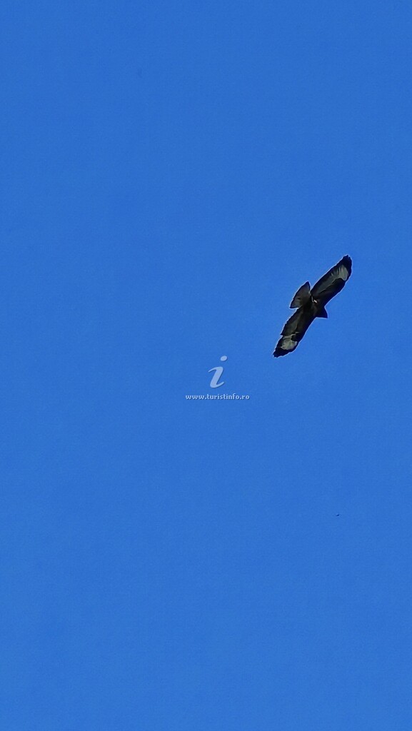 Bungalow-uri RE: PLAI