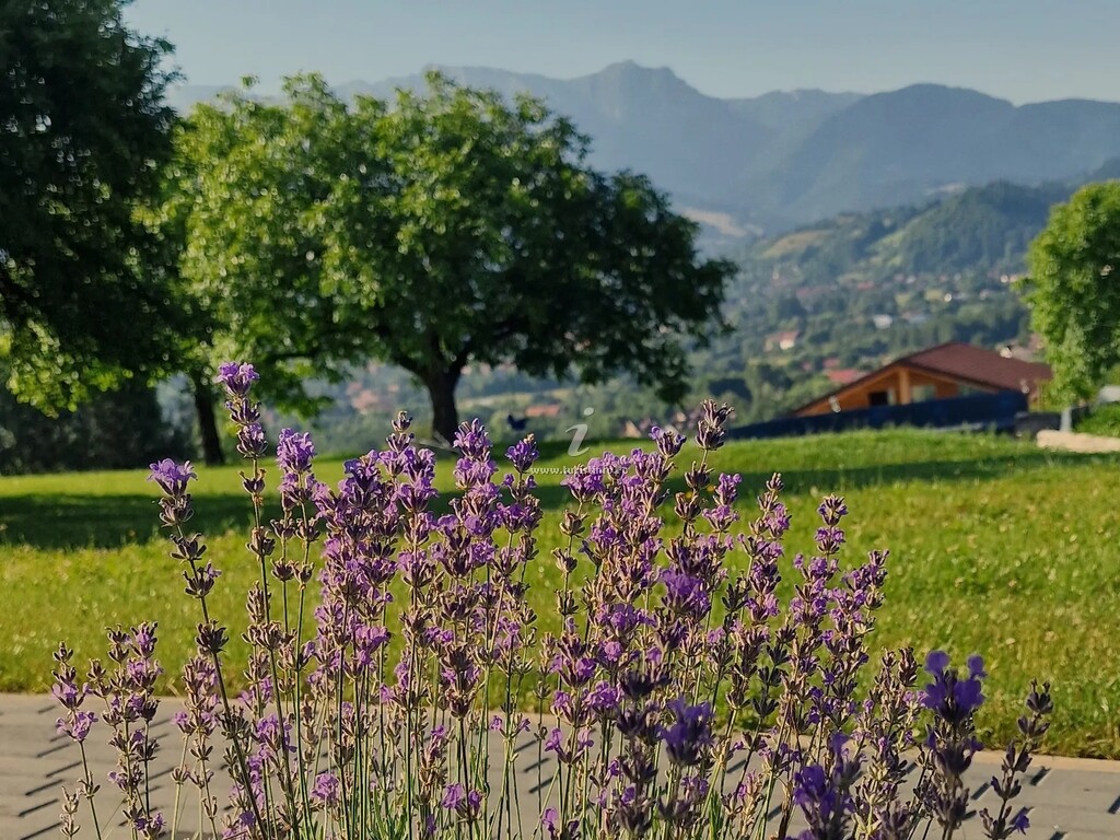 Plai din Bran Transilvania