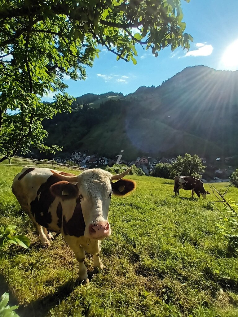 Căsuța lui Matei